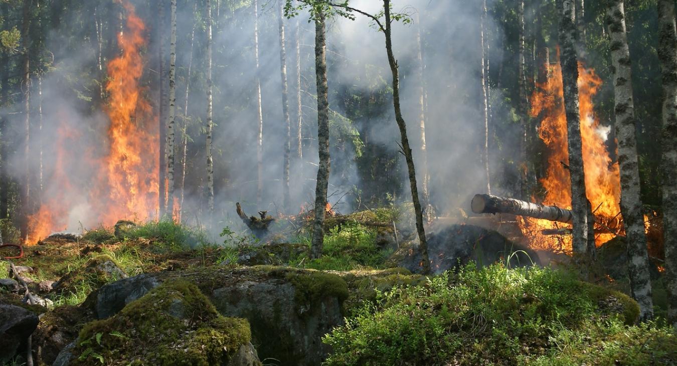 Forest fire climate change environment